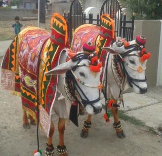 VIDEO - Beers ready to express appreciation for the bull! | VIDEO - बैलांप्रति कृतज्ञता व्यक्त करण्यासाठी बळीराजा सज्ज!