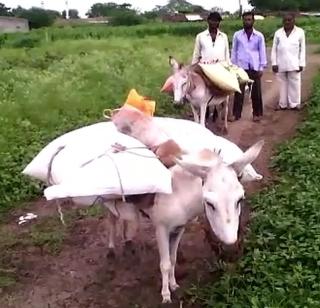 VIDEO-Farmer's vehicle for donkey farming makes asshole! | VIDEO- शेतीच्या मालासाठी शेतकऱ्यांचे वाहन ठरते गाढव!