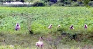 Crocodile Haidos in the fields | शेतात माकडांचा हैदोस