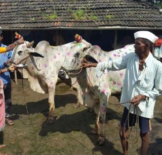 VIDEO - Farmers are also seduced by 'Sarat'! | VIDEO - शेतक-यांनाही लावले ‘सैराट’ने वेड!