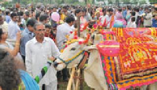 'Mama-Bhanja' tops in Pola festival | पोळा उत्सवात ‘मामा-भांजा’ अव्वल 'Mama-Bhanja' tops in Pola festival | पोळा उत्सवात ‘मामा-भांजा’ अव्वल