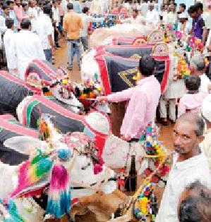The day is filled with: | दिवस सर्जा गर्ज्याचा :