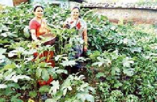 Farmer's cultivation of organic fertilizers at the village of Abdodi | आलोडी येथे सेंद्रीय खतातून फुलविली भाजीपाल्याची शेती