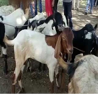 The bucks have a spontaneous response to independent markets, traders in Akola | बोकडांचा अकोल्यात स्वतंत्र बाजार, व्यापा-यांचा उत्स्फुर्त प्रतिसाद