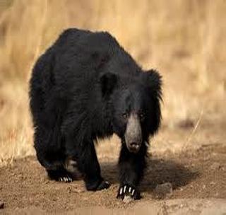 The death of the bear in the beleaguered bear cause | अस्वलाच्या हल्ल्यात वृद्धाचा मृत्यू