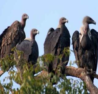 World Vulture Promotion Day | जागतिक गिधाड संवर्धन दिन World Vulture Promotion Day | जागतिक गिधाड संवर्धन दिन