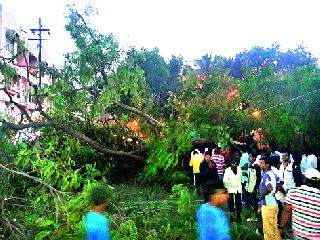 Loss of the tree collapsed | झाड कोसळून मोटारीचे नुकसान Loss of the tree collapsed | झाड कोसळून मोटारीचे नुकसान