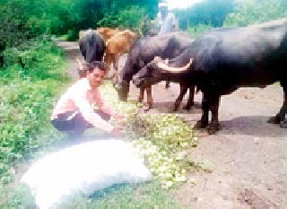 And the farmer has thrown cattle in front of cattle | अन् शेतकऱ्याने गुरांपुढे टाकली वांगी And the farmer has thrown cattle in front of cattle | अन् शेतकऱ्याने गुरांपुढे टाकली वांगी