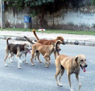 An 8-year-old girl who went to the toilet died in a dreaded dog attack | शौचासाठी गेलेल्या 8 वर्षाच्या मुलीचा भटक्या कुत्र्यांच्या हल्ल्यात मृत्यू