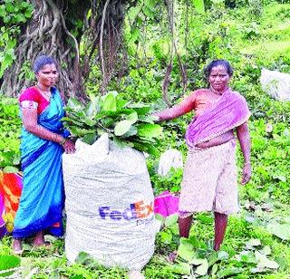 Vada leaves, leavened world on neem leaves | वडाची पाने, कडुलिंबाच्या काडीवर तरला संसार