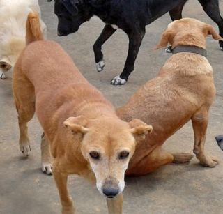 Now training dogs for women | आता महिलांना कुत्रे पकडण्याचं प्रशिक्षण