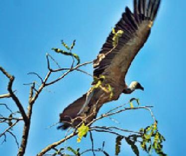 Vulture Restaurant | गिधाड रेस्तराँ