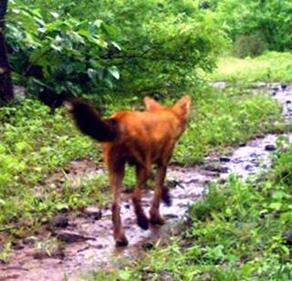 Crisis of 'canine distemper' virus on wild animals | वन्यप्राण्यांवर ‘कैनाईन डिस्टेंपर’ व्हायरसचे संकट