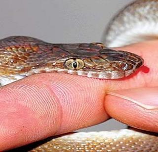 VIDEO: Due to chanting of snake-snatcher patients in hospital after treatment | VIDEO- उपाचाराऐवजी मंत्रोपचारामुळे सर्पदंशाच्या रुग्णाचा हॉस्पिटलमध्ये मृत्यू