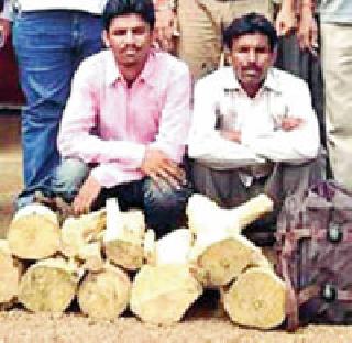 One day FCR of sandalwood smugglers | चंदन तस्करांना एक दिवसाचा एफसीआर One day FCR of sandalwood smugglers | चंदन तस्करांना एक दिवसाचा एफसीआर