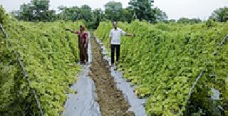 Three acres of land in one acre | एक एकरात तीन लाखांचे कारले Three acres of land in one acre | एक एकरात तीन लाखांचे कारले
