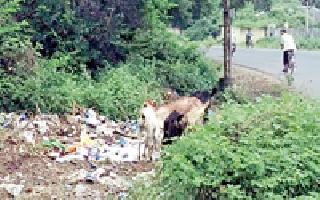 Cleanliness of the main road, cleanliness of the GP | मुख्य मार्गावर उकिरडे, ग्रा.पं.ला स्वच्छतेचे वावडे