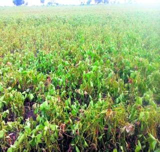 Soybean Crop! | सोयाबीनचे पीक करपले !