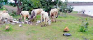 Plastic waste from tourists in Borhadhar area | बोरधरण परिसरात पर्यटकांकडून प्लास्टिकचा कचरा