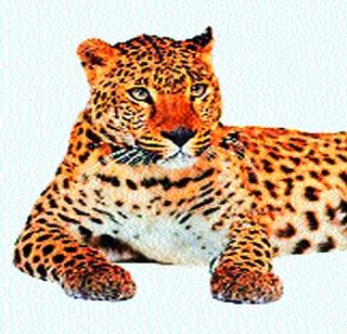 The sight of the leopard in Sheelpimpalgaon | शेलपिंपळगावात बिबट्याचे दर्शन