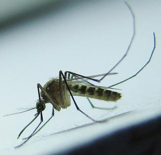 Dengue mosquitoes are in the building itself | डेंग्यूच्या डासांचे अड्डे इमारतींतच