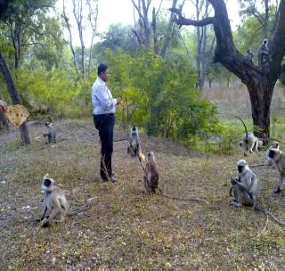 Everyday the monkeys sit on a unique path! | दररोज बसते माकडांची अनोखी पंगत!