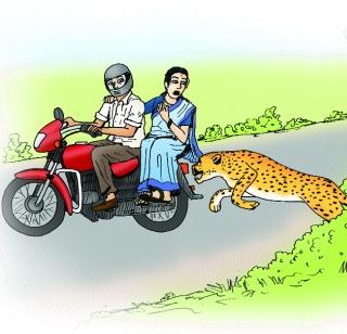 Now the leopard attacks the vehicles! | बिबट्याचे आता वाहनांवर हल्ले!