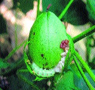 Pest of the pest in a cloudy environment | ढगाळ वातावरणाने किडीचा प्रादुर्भाव