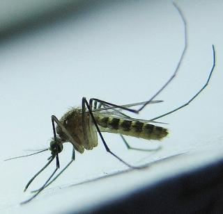 Dengue 11 cases in Bhaindar | भाईंदरमध्ये डेंग्यूचे ११ रुग्ण Dengue 11 cases in Bhaindar | भाईंदरमध्ये डेंग्यूचे ११ रुग्ण