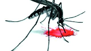 Homeowner dengue sufferers in Siddhanadawadi | सिद्धनाथवाडीत घरटी डेंग्यूचा रुग्ण