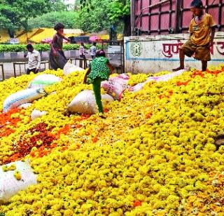 Marigold malt | झेंडू झाला मातीमोल