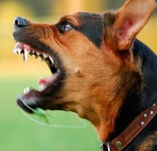 Dogs are infected with vitiligo | श्वानांना त्वचारोगाची लागण Dogs are infected with vitiligo | श्वानांना त्वचारोगाची लागण
