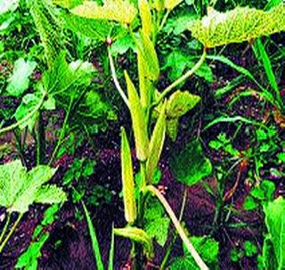 Vegetable growth drops! | भाजीपाल्याची वाढ खुंटली!