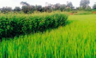This year, Kharif production will increase | यंदा खरीपाचे उत्पादन वाढणार