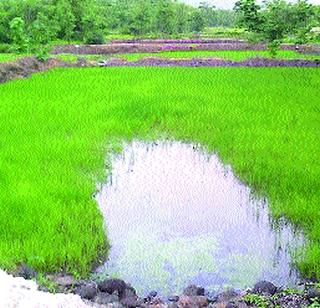 Bilharaja was afraid of heavy rains | मुसळधार पावसाने बळीराजा धास्तावला