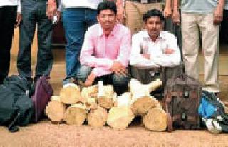 Another 116 kg sandalwood seized | आणखी ११६ किलो चंदन जप्त