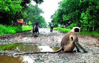 Apes stitched up on the road; Citizens frightened | वानरांनी मांडला रस्त्यावर ठिय्या; नागरिक भयभीत