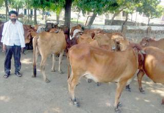 Young people's fasting with cows | सिंदी पालिकेसमोर गायींसह युवकाचे उपोषण