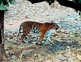 Trap of 50 cameras to trace Ralegaon tiger | राळेगावातील वाघ टिपण्यासाठी ५० कॅमेरांचा ट्रॅप