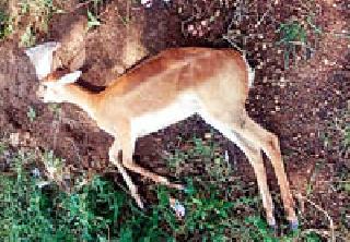 Death of a Deer in the Vehicle | वाहनाच्या धडकेत हरीणाचा मृत्यू Death of a Deer in the Vehicle | वाहनाच्या धडकेत हरीणाचा मृत्यू