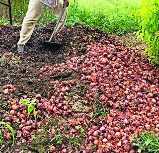 Onion boiled! | कांदा उकिरड्यावऱ़!