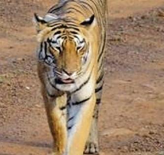 Women killed in tiger attack | वाघाच्या हल्ल्यात महिला ठार