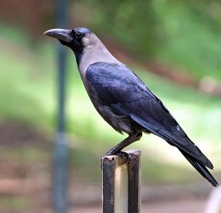 Kaksharp Haina ... The village is said to be a raven! | काकस्पर्श होईना... गावावर म्हणे कावळा रुसलाय!