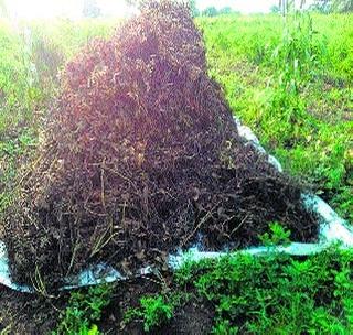 'Break' due to rain fall due to rain fall! | परतीच्या पावसामुळे उडीद काढणीला ‘ब्रेक’!