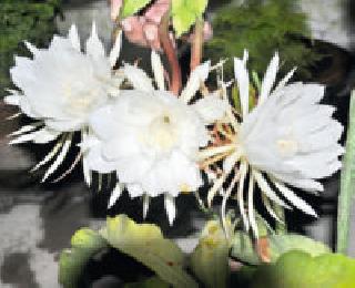 Opening beauty ... | खुलतं सौंदर्य... Opening beauty ... | खुलतं सौंदर्य...