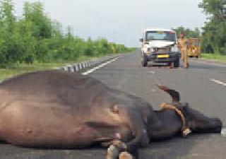 In the crash on the national highway, the guinea cattle are missing | राष्ट्रीय महामार्गावर अपघातात गारद होताहेत मुकी जनावरे