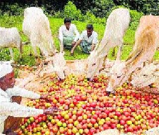 Concerns among Tomato growers due to the collapse of prices | भाव कोसळल्याने टमाटा उत्पादकांमध्ये चिंता