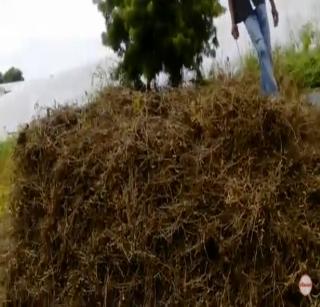 VIDEO: Farmers' longs to save soybean | VIDEO: सोयाबीन वाचविण्यासाठी शेतक-यांची लगबग