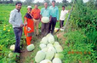 Pest control in traditional paddy cultivation | पारंपारिक भातशेतीमध्ये काटेकोहळा उत्पादन