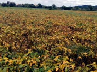 Harvested soybean shoots | कापणीला आलेले सोयाबीन अंकुरले